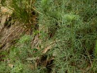 Artemisia alba 2, Saxifraga-Rutger Barendse