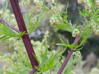 Artemisia annua 1, Saxifraga-Rutger Barendse