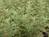 Artemisia austriaca 1, Saxifraga-Jan Willem Jongepier