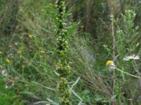 Artemisia biennis 1, Rechte alsem, Saxifraga-Rutger Barendse