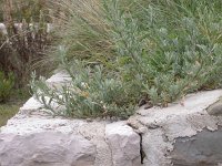 Artemisia caerulescens 1, Saxifraga-Iztok Skornik
