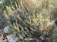 Artemisia caerulescens 5, Saxifraga-Jasenka Topic