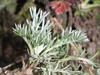 Artemisia campestris 4, Duinaveruit, Saxifraga-Rutger Barendse