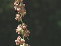 Artemisia campestris ssp campestris 1, Duinaveruit, Saxifraga-Jan van der Straaten