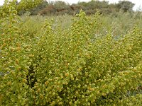 Artemisia campestris ssp maritima 16, Duinaveruit, Saxifraga-Ed Stikvoort