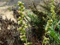 Artemisia campestris ssp maritima 17, Duinaveruit, Saxifraga-Ed Stikvoort