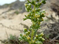 Artemisia campestris ssp maritima 19, Duinaveruit, Saxifraga-Ed Stikvoort