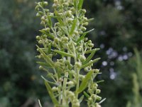 Artemisia dracunculus 1, Dragon, Saxifraga-Rutger Barendse
