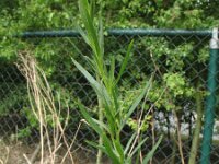Artemisia dracunculus 2, Dragon, Saxifraga-Rutger Barendse
