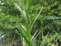 Artemisia dracunculus 4, Dragon, Saxifraga-Rutger Barendse