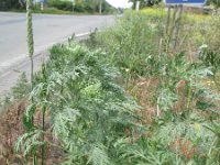 Artemisia pontica 1, Saxifraga-Rutger Barendse