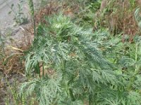 Artemisia sieversiana 1, Saxifraga-Rutger Barendse