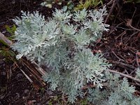 Artemisia thuscula 1, Saxifraga-Ed Stikvoort