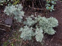 Artemisia thuscula 2, Saxifraga-Ed Stikvoort