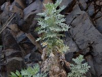 Artemisia thuscula 3, Saxifraga-Ed Stikvoort