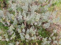 Artemisia thuscula 4, Saxifraga-Rutger Barendse