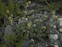 Artemisia umbelliformis 1, Saxifraga-Willem van Kruijsbergen