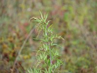 Artemisia verlotiorum 3, Herfstalsem, Saxifraga-Jasenka Topic