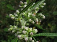 Artemisia vulgaris 1, Bijvoet, Saxifraga-Rutger Barendse