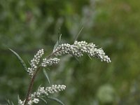Artemisia vulgaris 4, Bijvoet, Saxifraga-Peter Meininger