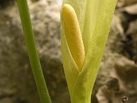 Arum italicum 10, Italiaanse aronskelk, Saxifraga-Jan van der Straaten
