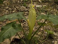 Arum italicum 11, Italiaanse aronskelk, Saxifraga-Jan van der Straaten