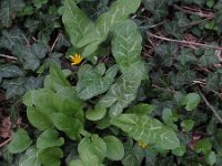 Arum italicum 12, Italiaanse aronskelk, Saxifraga-Rutger Barendse