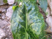 Arum italicum 13, Italiaanse aronskelk, Saxifraga-Jasenka Topic