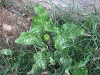 Arum italicum 14, Italiaanse aronskelk, Saxifraga-Jasenka Topic