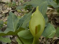 Arum italicum 15, Italiaanse aronskelk, Saxifraga-Willem van Kruijsbergen