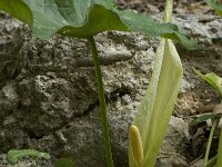 Arum italicum 16, Italiaanse aronskelk, Saxifraga-Willem van Kruijsbergen