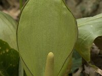 Arum italicum 17, Italiaanse aronskelk, Saxifraga-Willem van Kruijsbergen