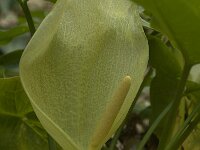 Arum italicum 18, Italiaanse aronskelk, Saxifraga-Willem van Kruijsbergen