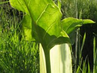 Arum italicum 19, Italiaanse aronskelk, Saxifraga-Rutger Barendse