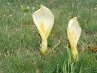 Arum italicum 2, Italiaanse Aronskelk, Saxifraga-Piet Zomerdijk