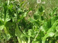 Arum italicum 20, Italiaanse aronskelk, Saxifraga-Rutger Barendse