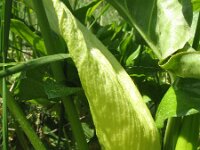 Arum italicum 21, Italiaanse aronskelk, Saxifraga-Rutger Barendse