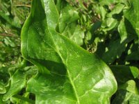 Arum italicum 22, Italiaanse aronskelk, Saxifraga-Rutger Barendse