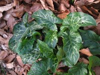 Arum italicum 23, Italiaanse aronskelk, Saxifraga-Rutger Barendse