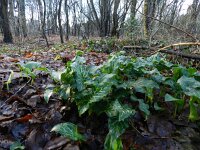 Arum italicum 24, Italiaanse aronskelk, Saxifraga-Rutger Barendse