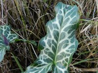 Arum italicum 25, Italiaanse aronskelk, Saxifraga-Rutger Barendse