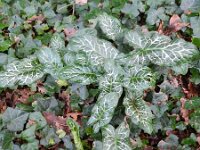 Arum italicum 27, Italiaanse aronskelk, Saxifraga-Rutger Barendse