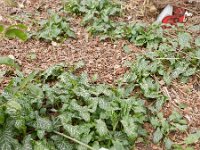 Arum italicum 28, Italiaanse aronskelk, Saxifraga-Rutger Barendse
