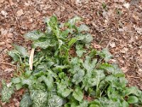 Arum italicum 29, Italiaanse aronskelk, Saxifraga-Rutger Barendse