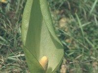 Arum italicum 3, Italiaanse Aronskelk, Saxifraga-Eugen Schaub