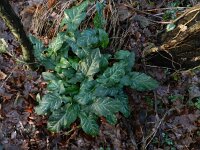 Arum italicum 30, Italiaanse aronskelk, Saxifraga-Rutger Barendse