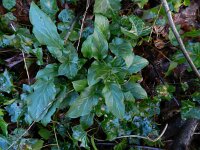 Arum italicum 31, Italiaanse aronskelk, Saxifraga-Rutger Barendse