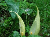 Arum italicum 32, Italiaanse aronskelk, Saxifraga-Ed Stikvoort