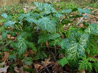 Arum italicum 33, Italiaanse aronskelk, Saxifraga-Ed Stikvoort