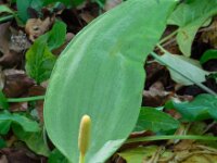 Arum italicum 34, Italiaanse aronskelk, Saxifraga-Ed Stikvoort